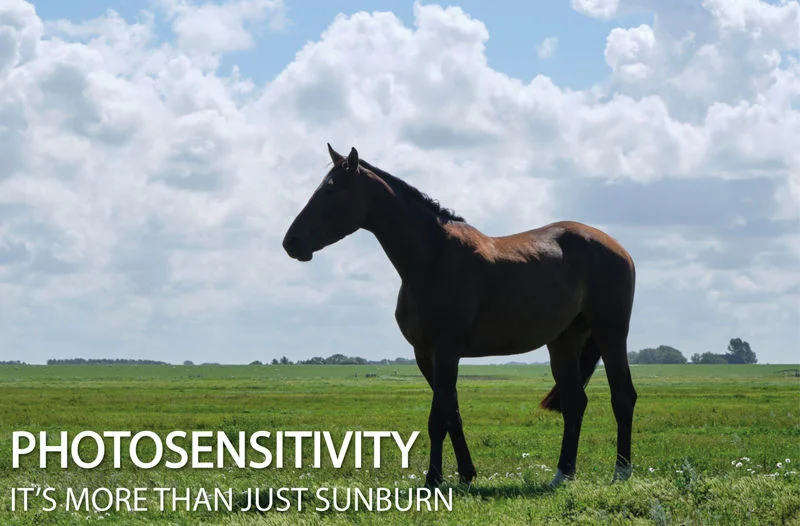 Photosensitivity - It's more than just sunburn!