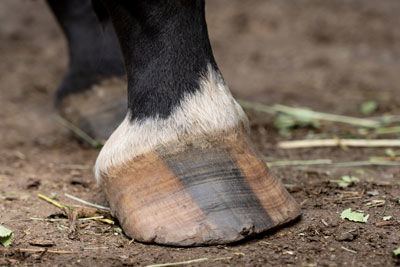 laminitic hoof